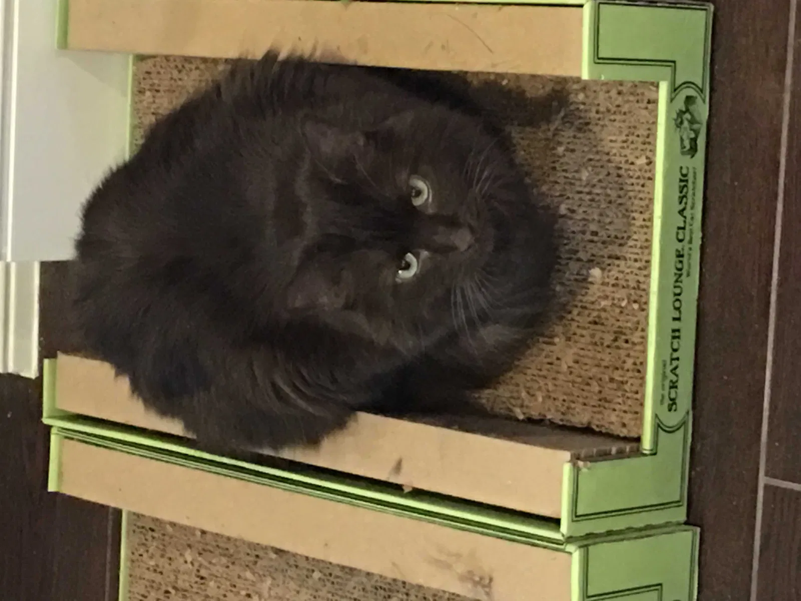 Lost cat in Dallas, TX, 75287