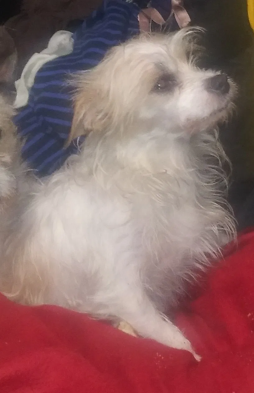 Lost dog in Los Angeles, CA, 90002