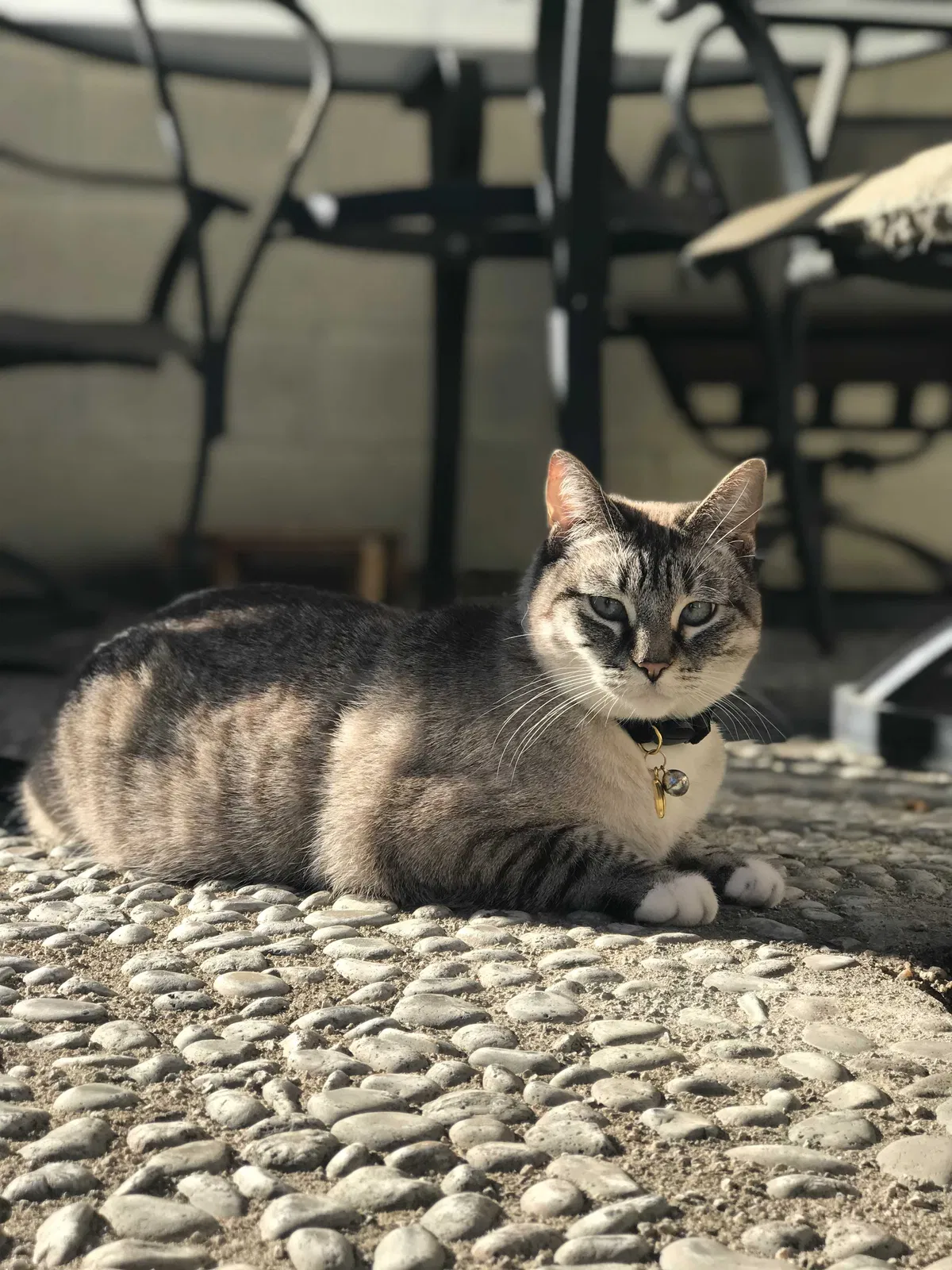 Lost cat in Rosemead, CA, 91770