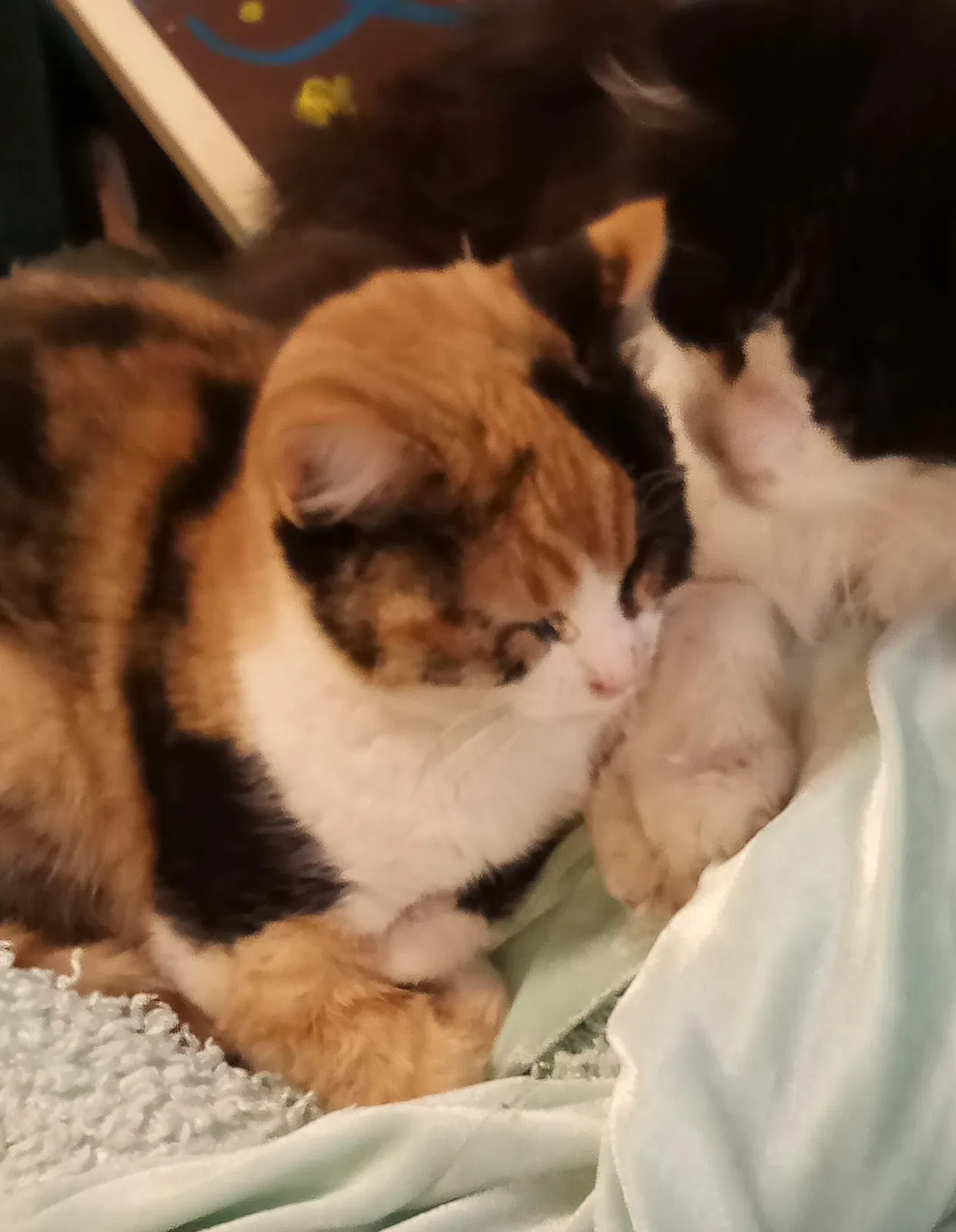 Lost cat in Las Cruces, NM, 88001