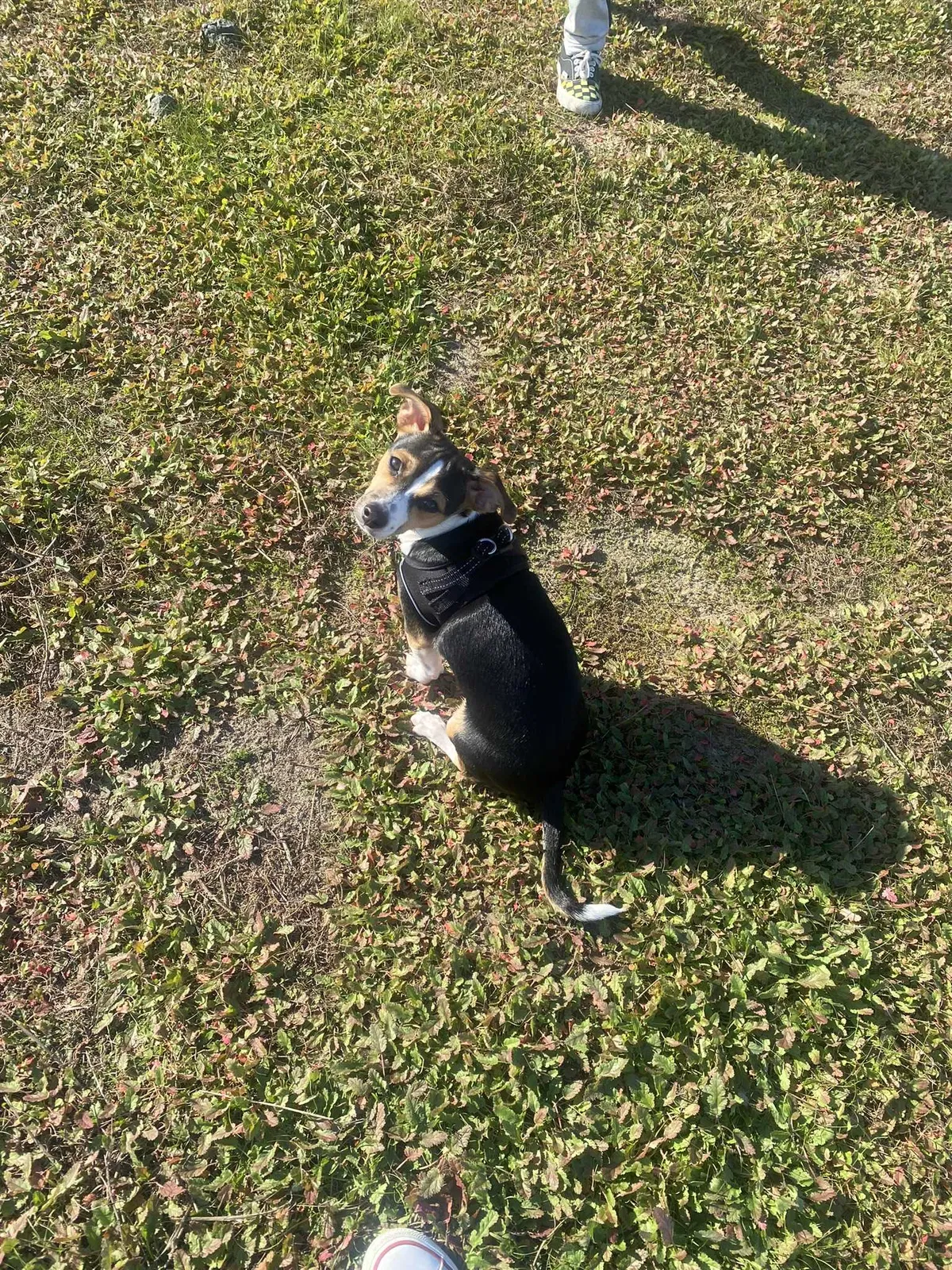 Lost dog in Livingston, CA, 95334