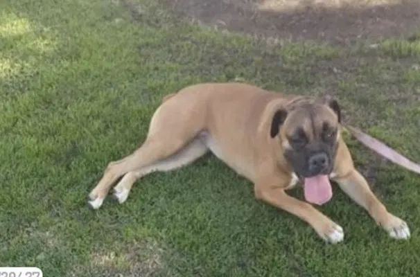 Lost dog in Los Angeles, CA, 90059