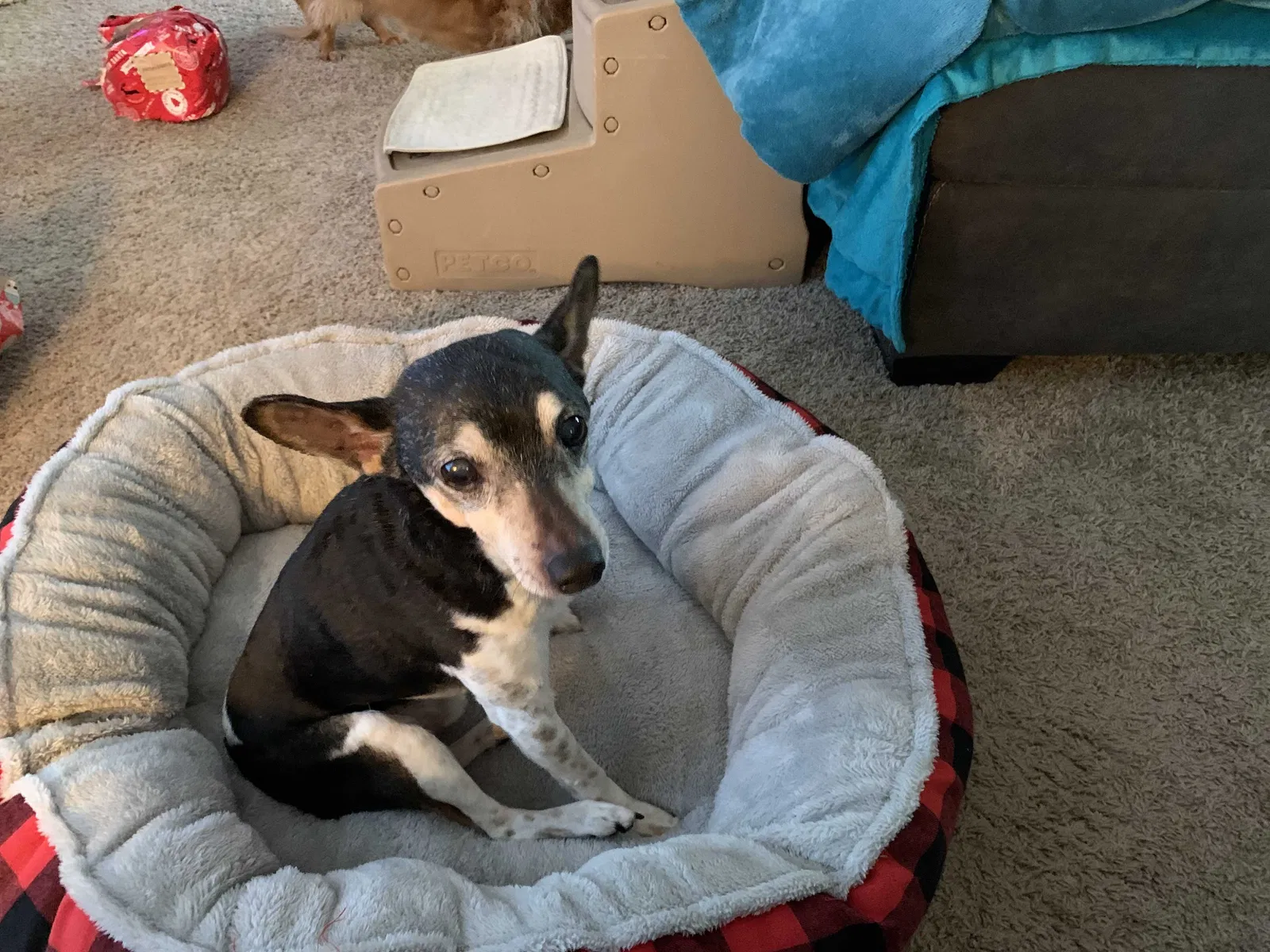 Lost dog in Little Rock, AR, 72212