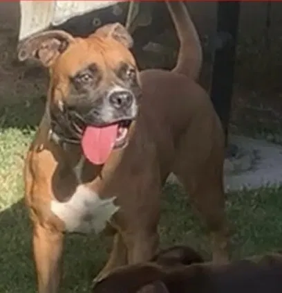 Lost dog in Los Angeles, CA, 90059