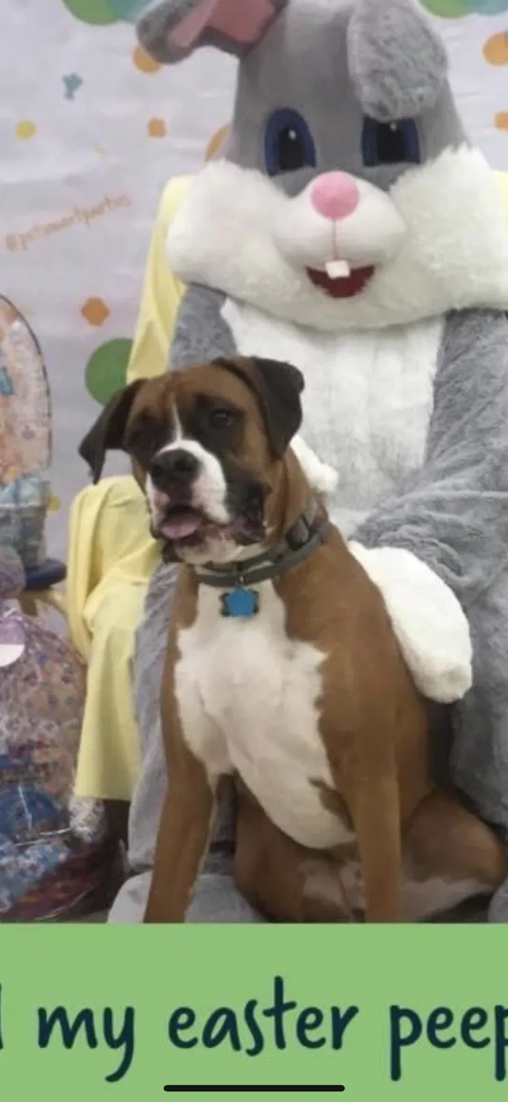 Lost dog in North Street, MI, 48049