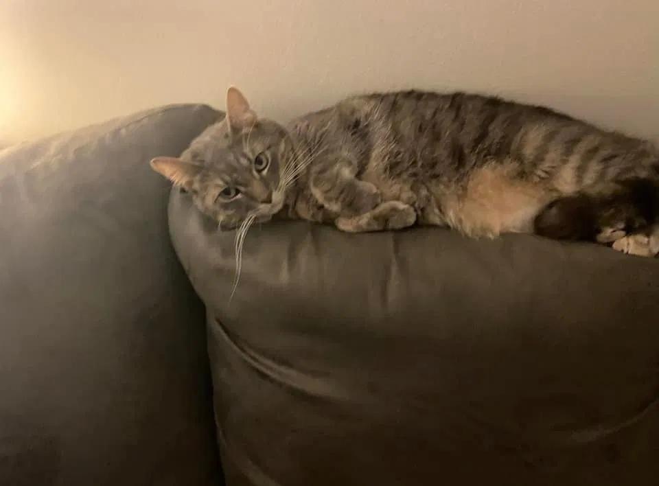 Lost cat in Hermosa Beach, CA, 90254
