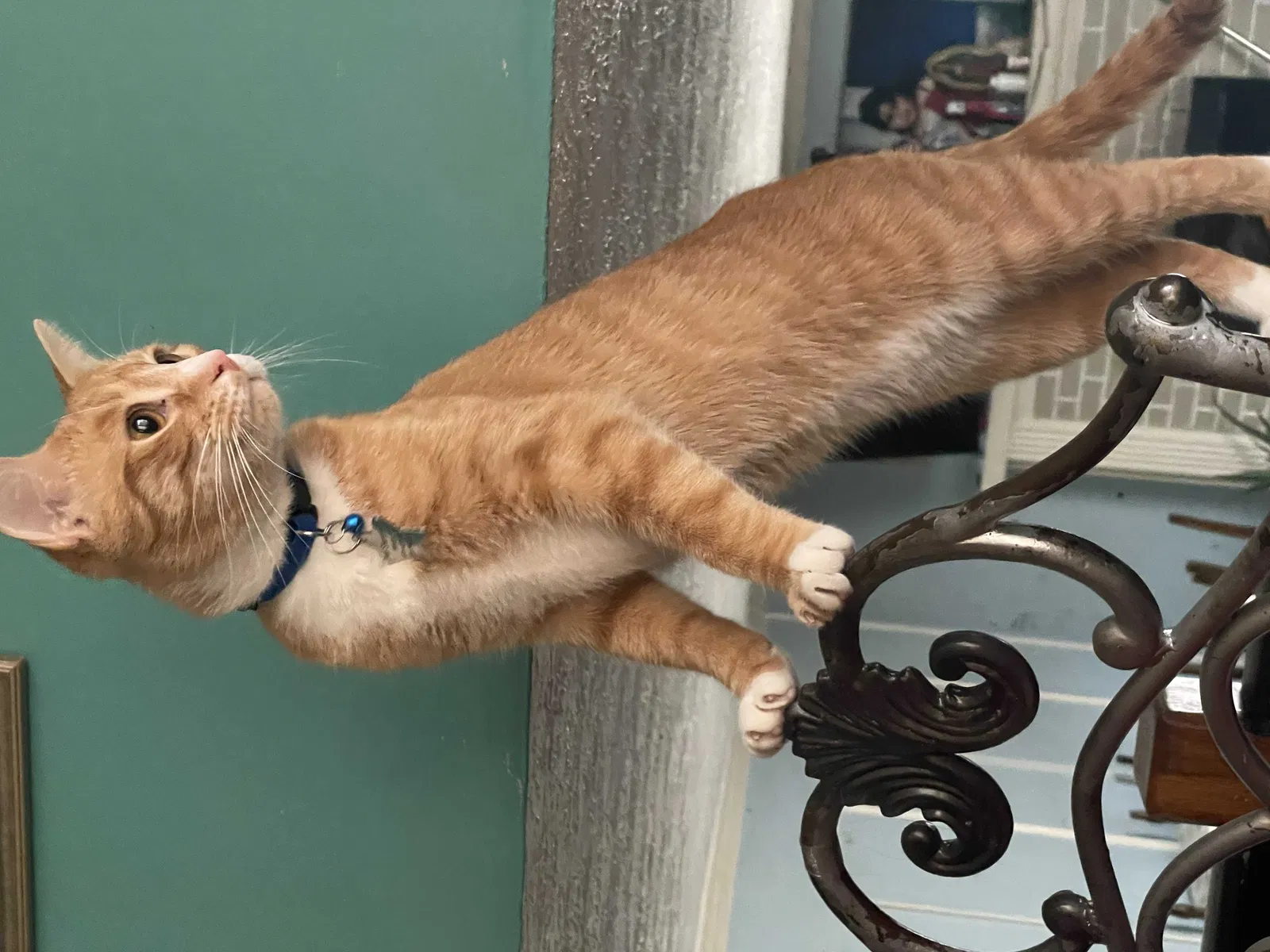 Lost cat in Norcross, GA, 30071