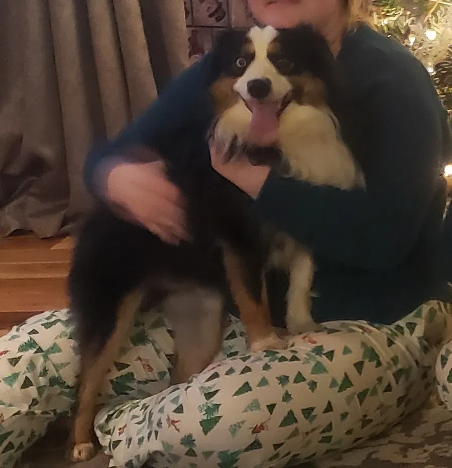 Lost dog in Elsberry, MO, 63343