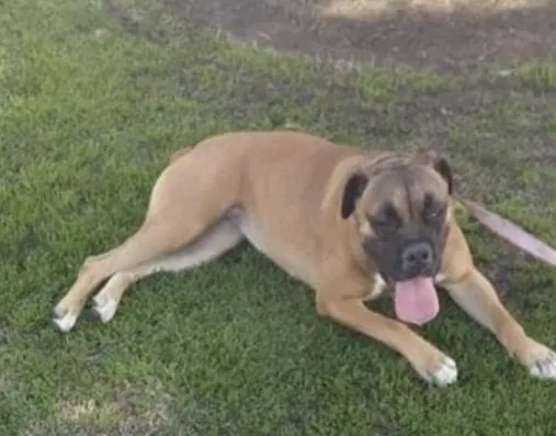 Lost dog in Los Angeles, CA, 90059