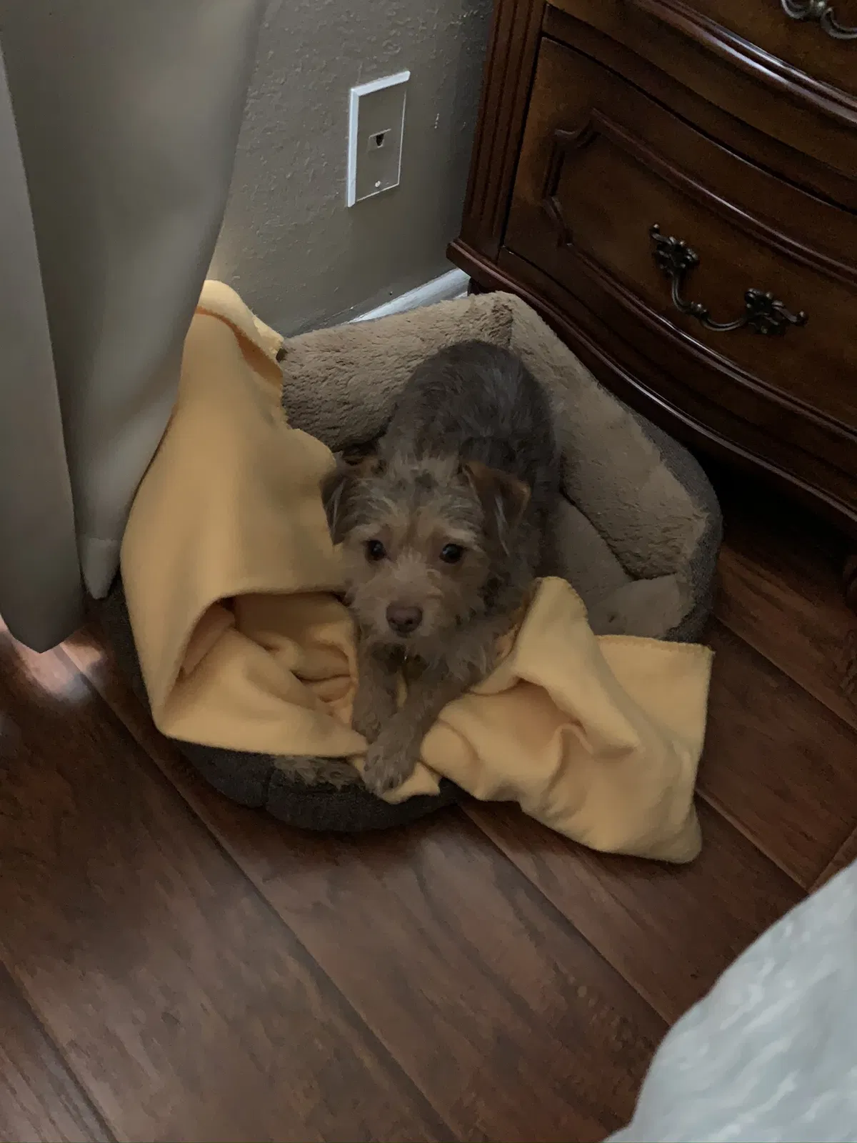 Lost dog in Pomona, CA, 91767