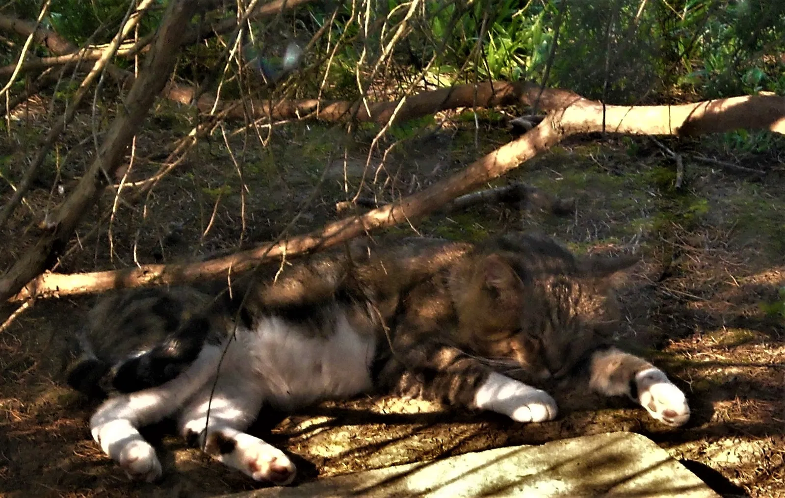 Lost cat in Saint Louis, MO, 63135