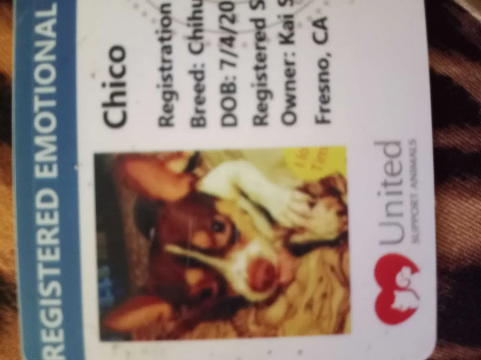 Lost dog in Fresno, CA, 93726