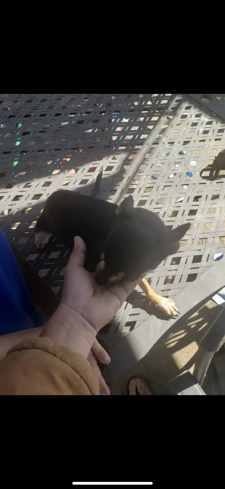Lost dog in Vilonia, AR, 72173