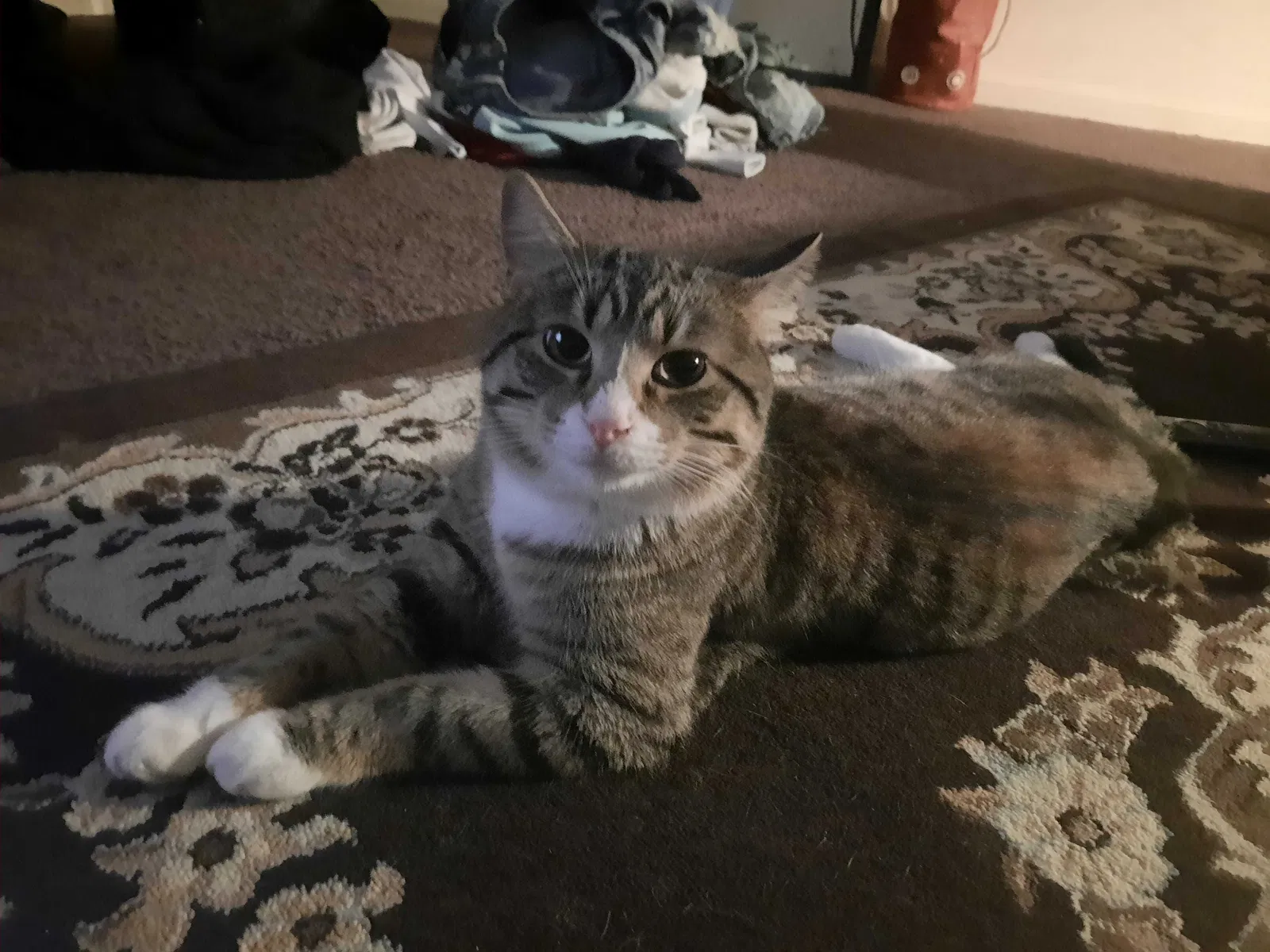 Lost cat in Lexington, KY, 40517