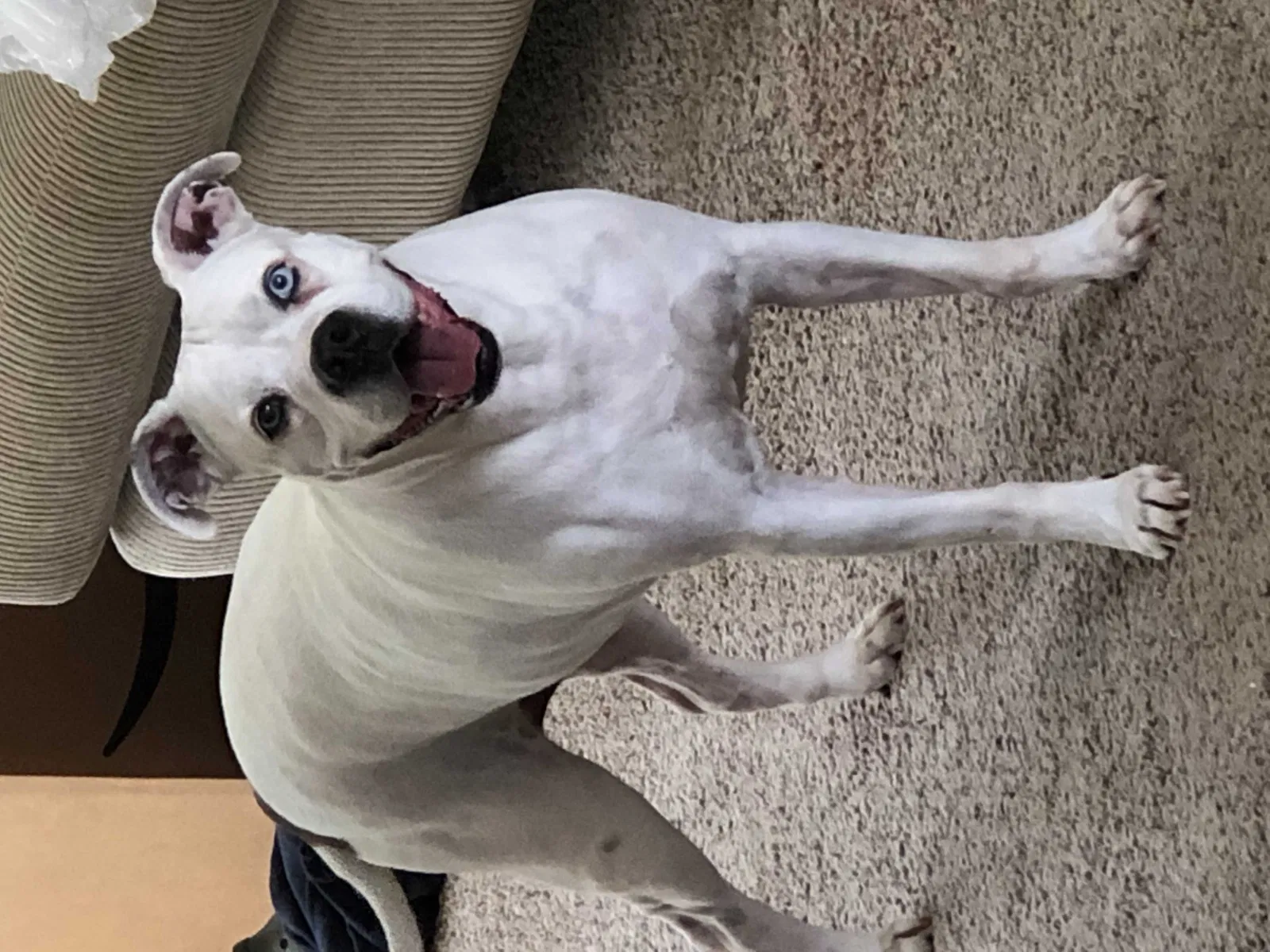 Lost dog in Cumming, GA, 30040