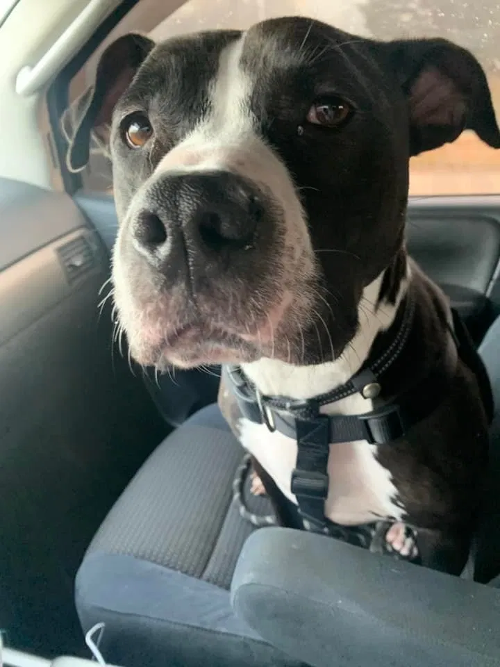 Lost dog in Nashville, TN, 37219