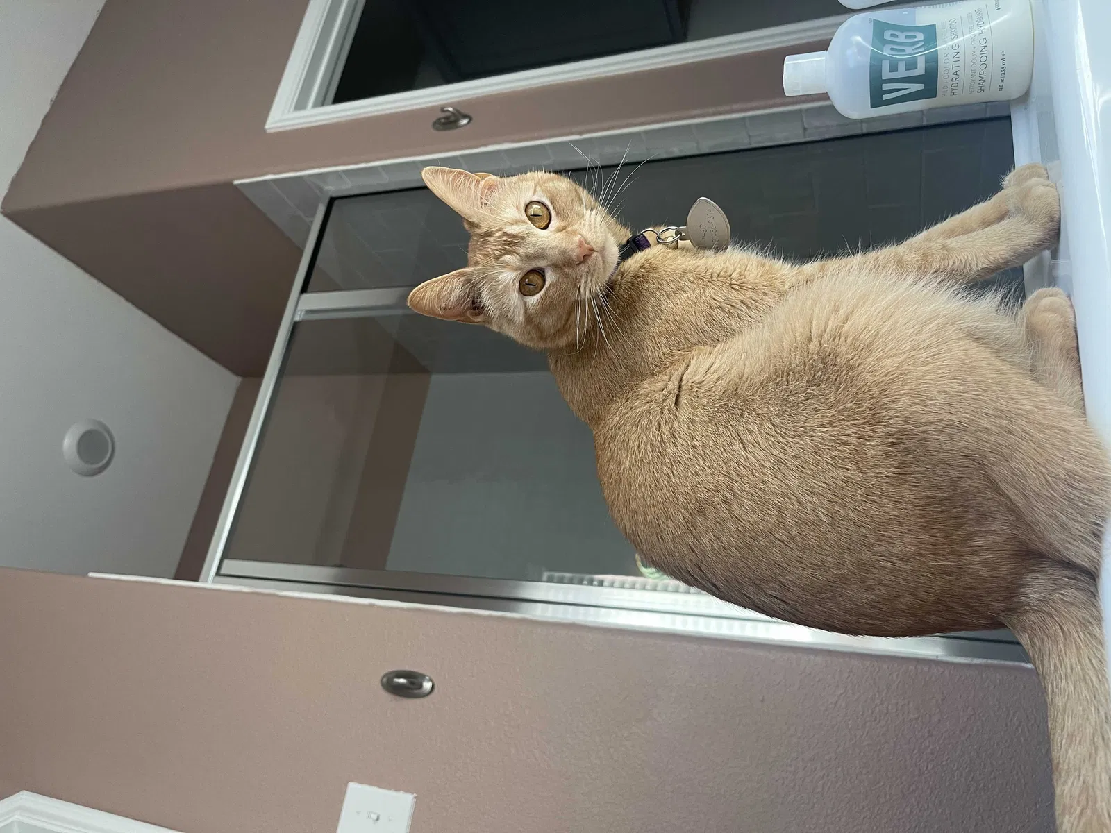 Lost cat in Forney, TX, 75126