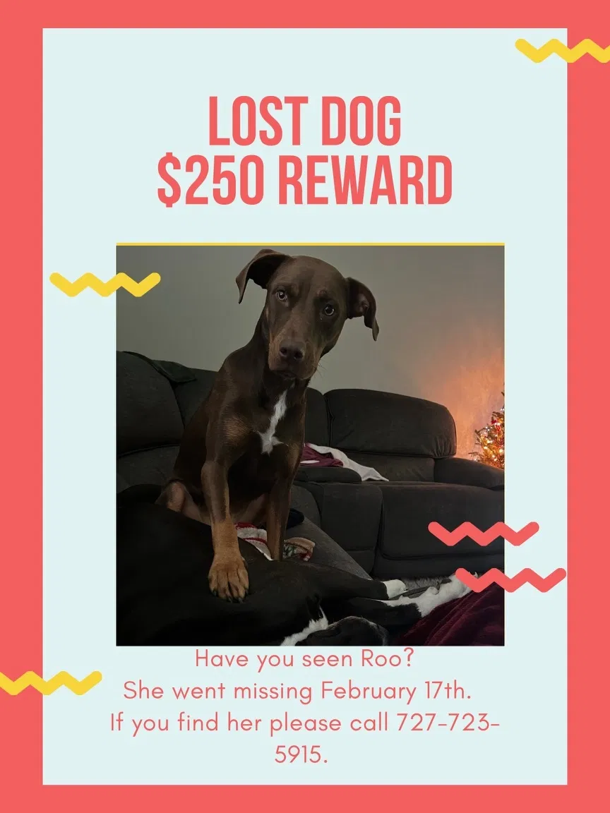 Lost dog in New Port Richey, FL, 34653