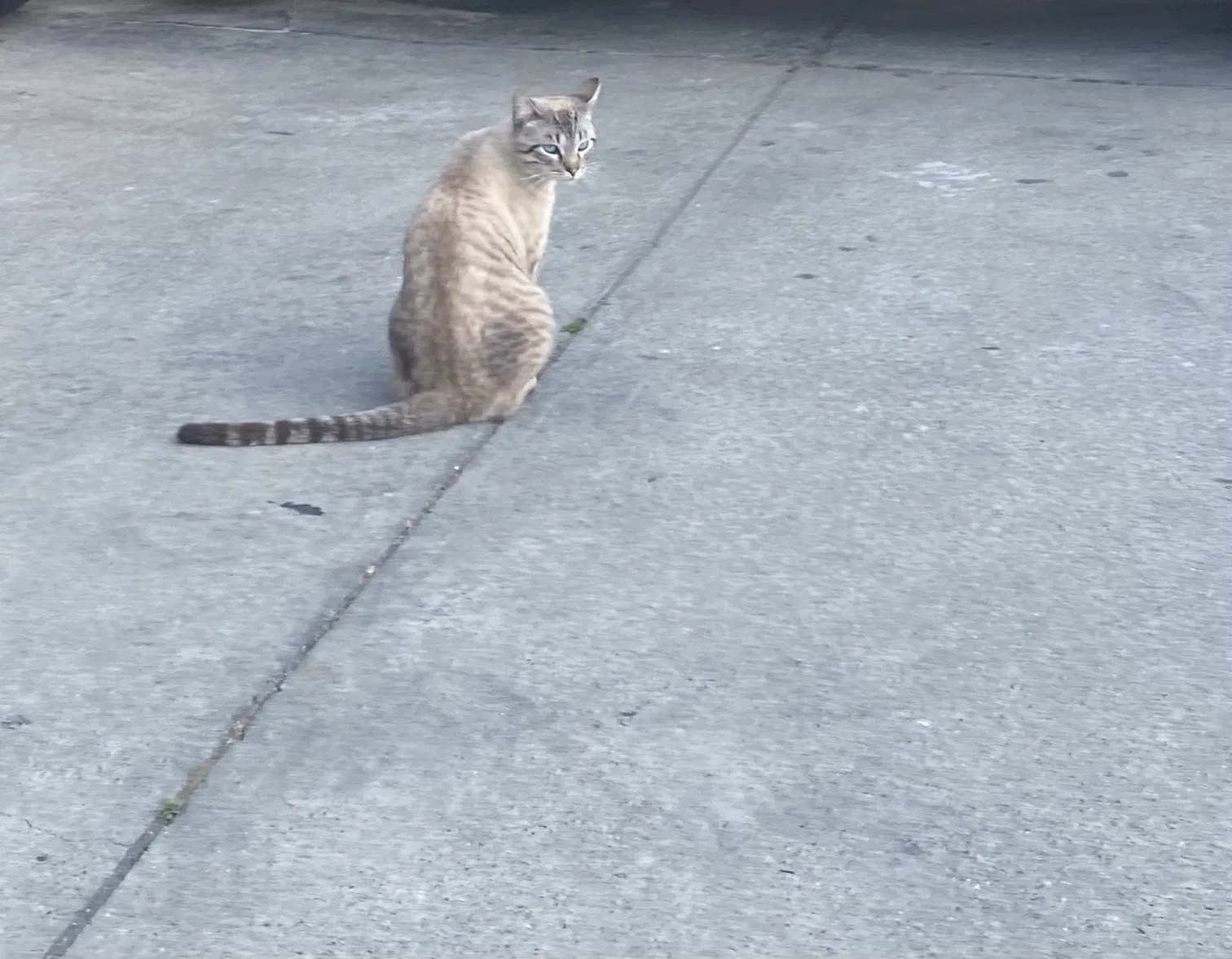 Lost cat in Los Angeles, CA, 90001