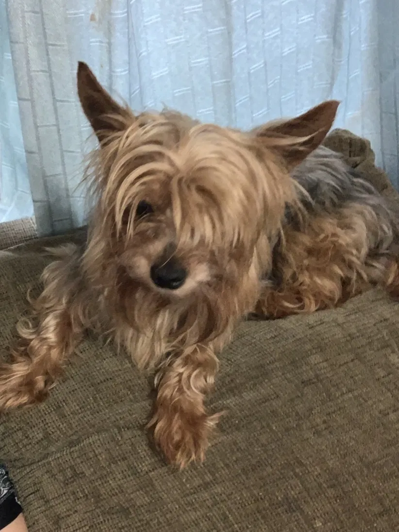Lost dog in Winder, GA, 30680