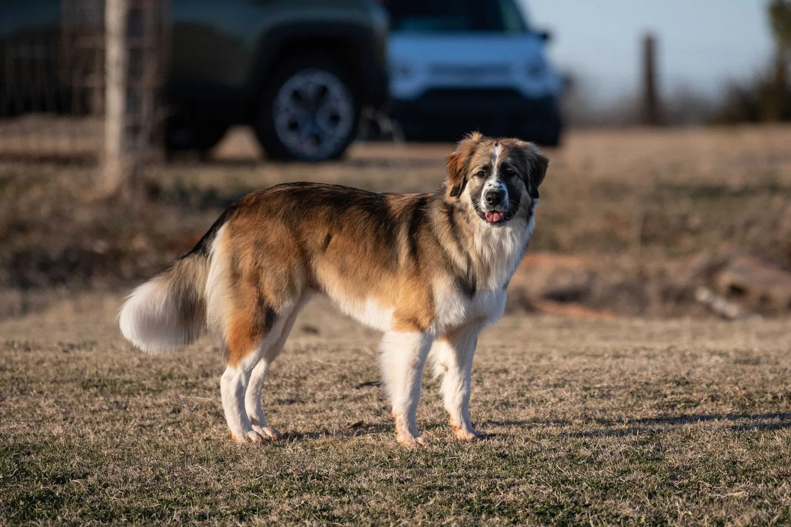 Lost dog in Macomb, OK, 74852