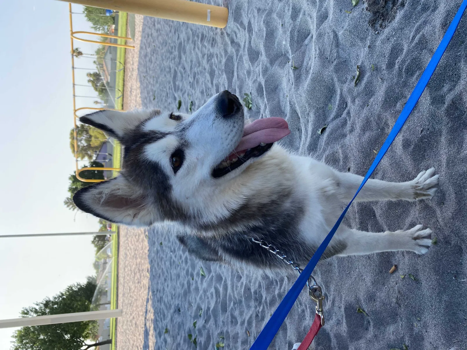 Lost dog in Las Vegas, NV, 89110