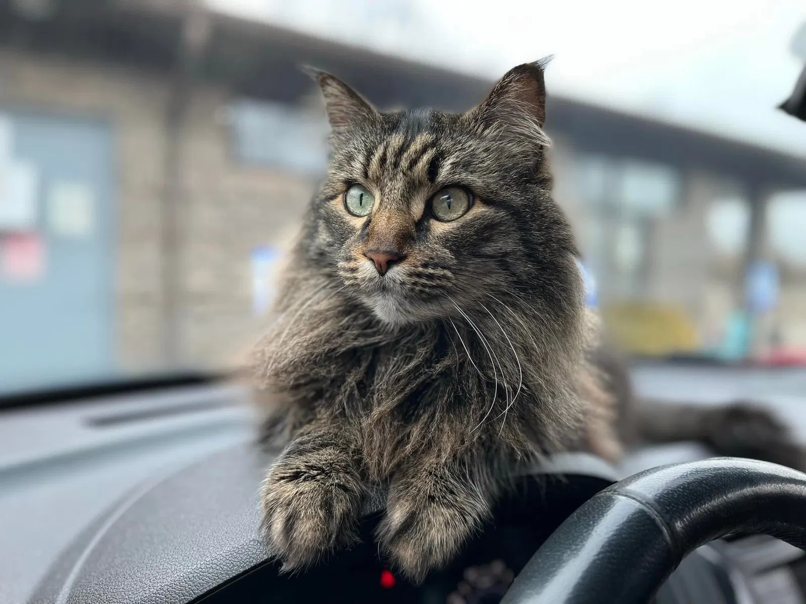 Lost cat in Newburgh, IN, 47630