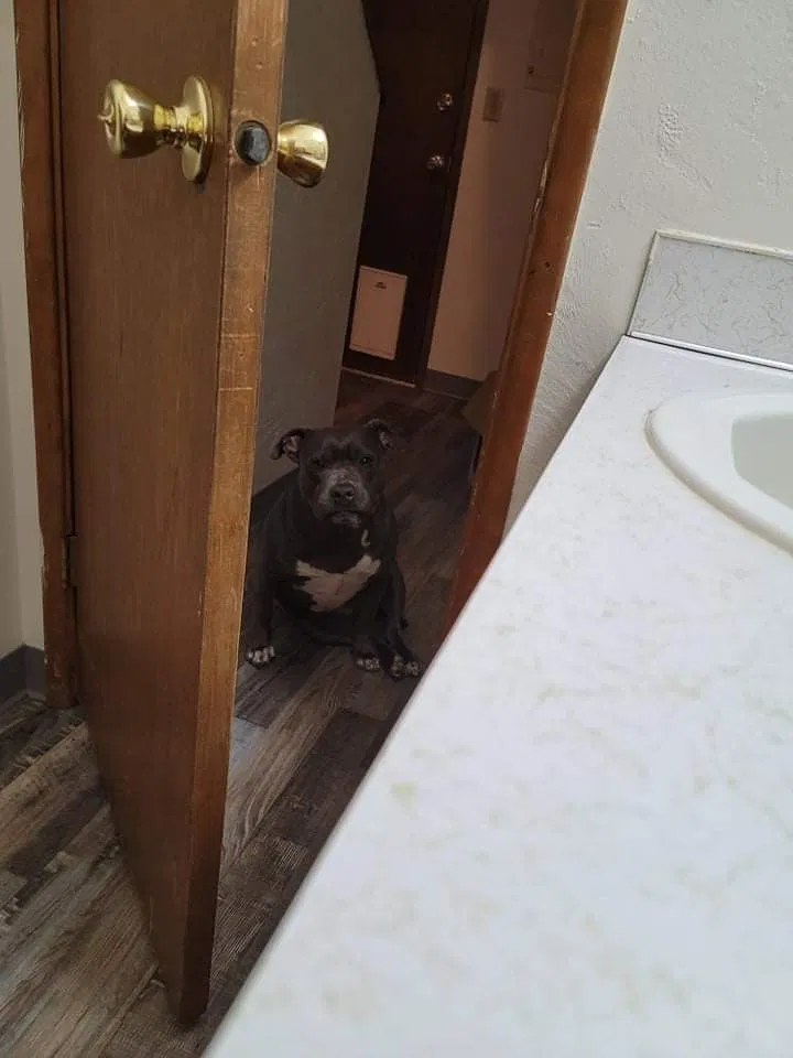 Lost dog in Springfield, OR, 97477