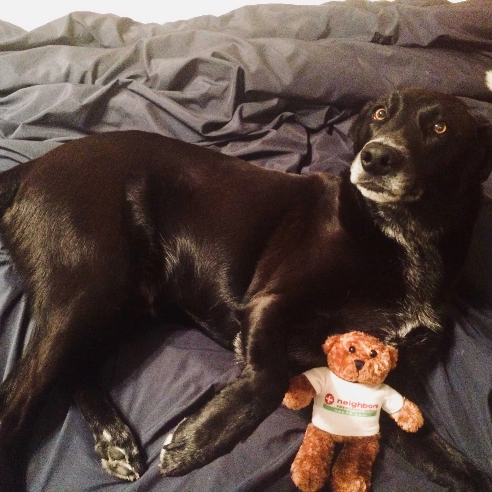 Lost dog in Lubbock, TX, 79416
