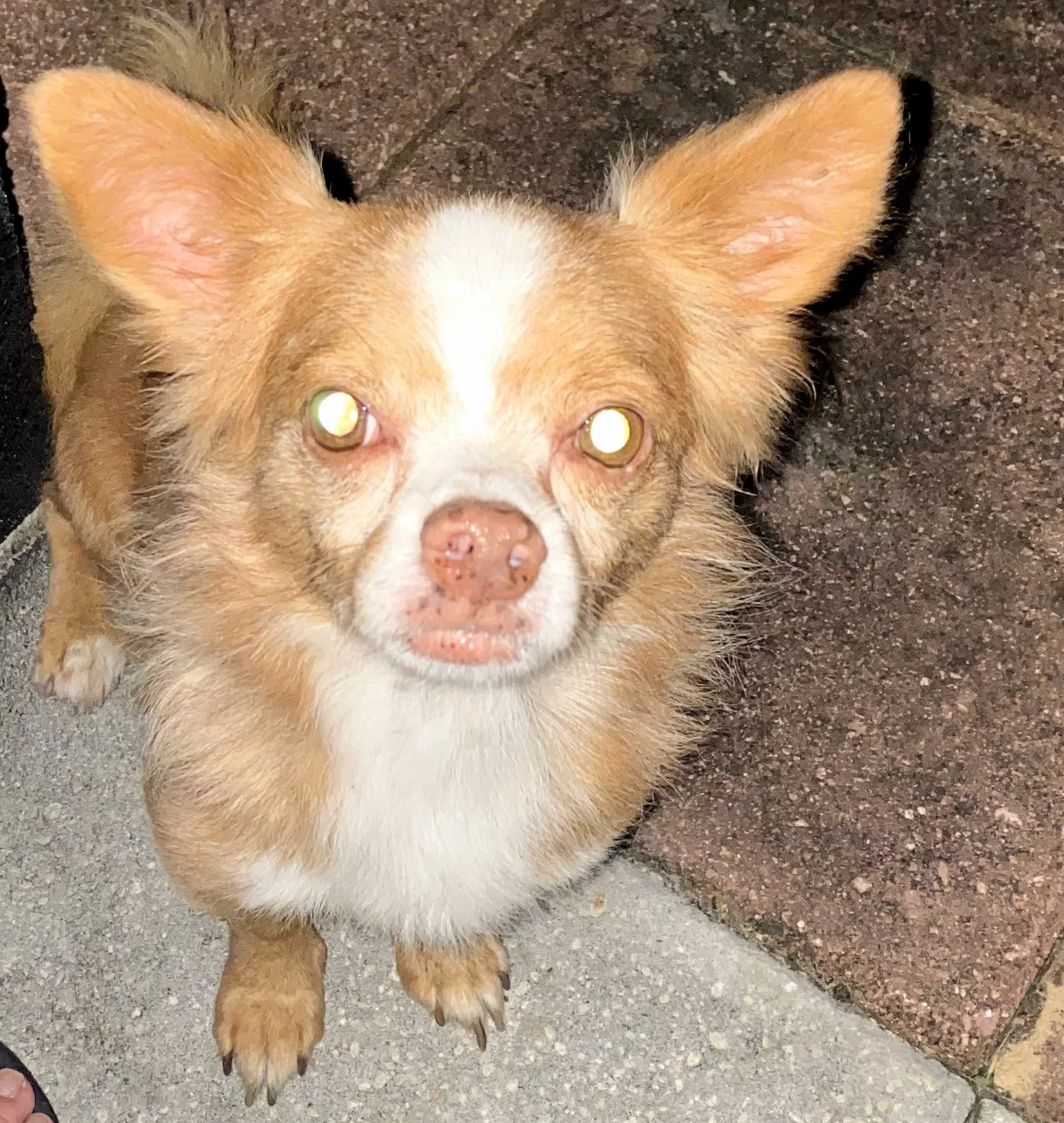 Lost dog in Kissimmee, FL, 34758