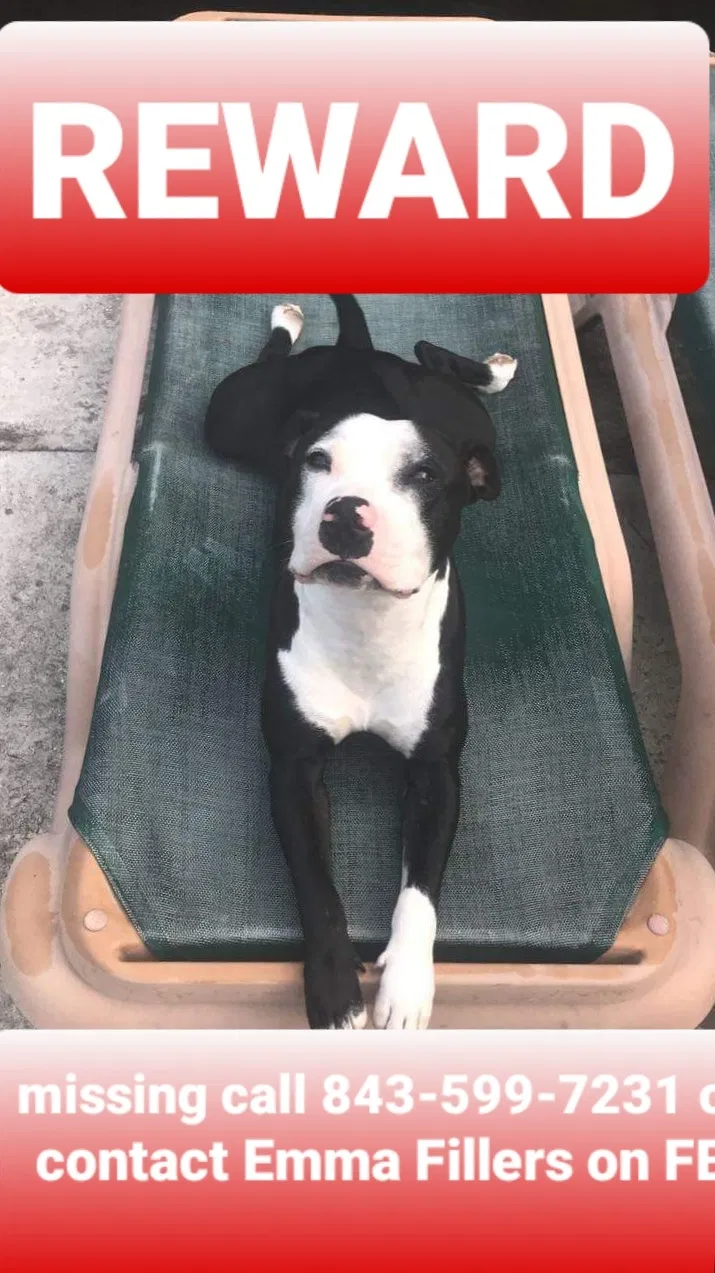 Lost dog in Cottageville, SC, 29435