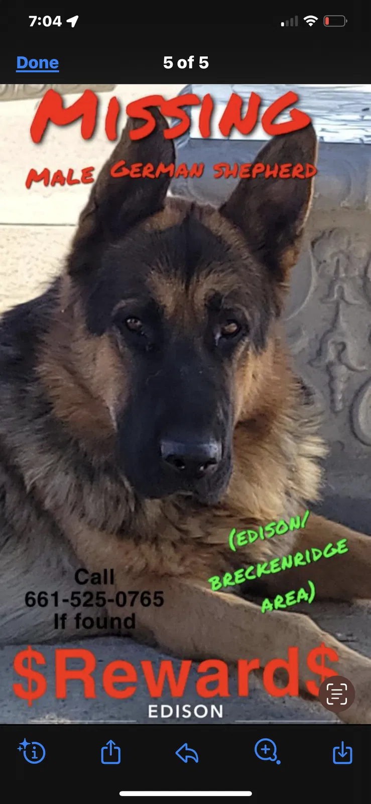 Lost dog in Bakersfield, CA, 93307
