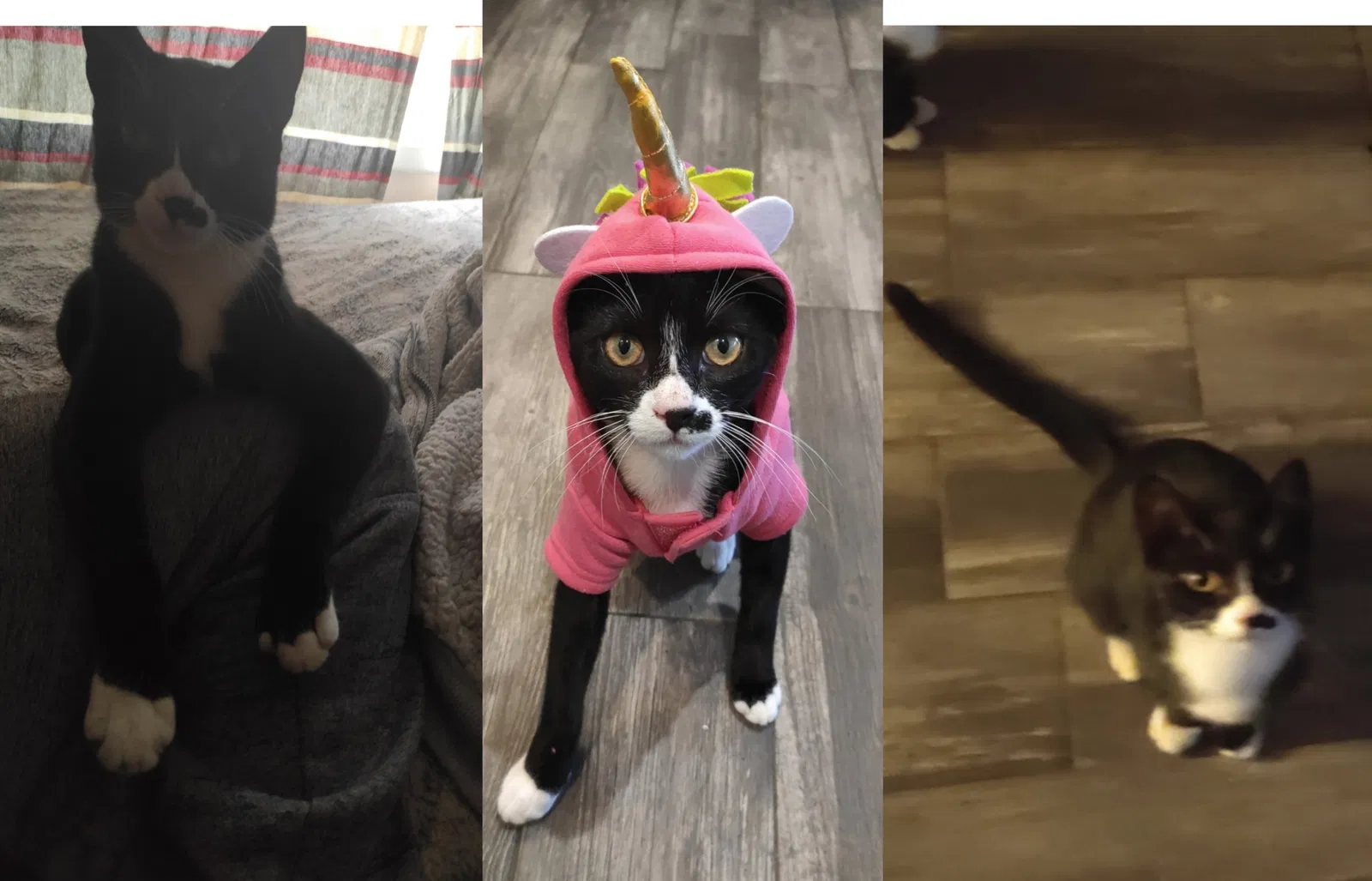 Lost cat in Bay Shore, NY, 11706
