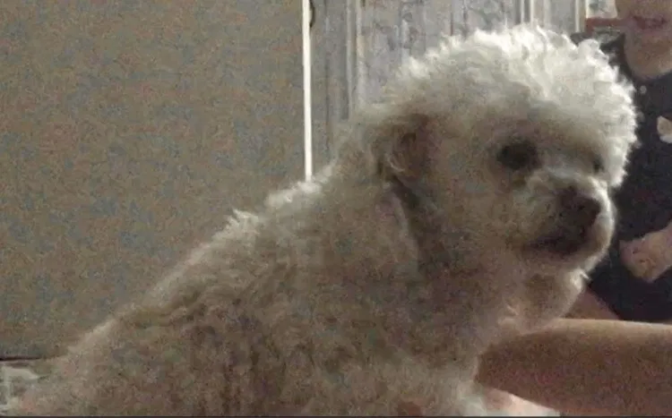 Lost dog in San Antonio, TX, 78230