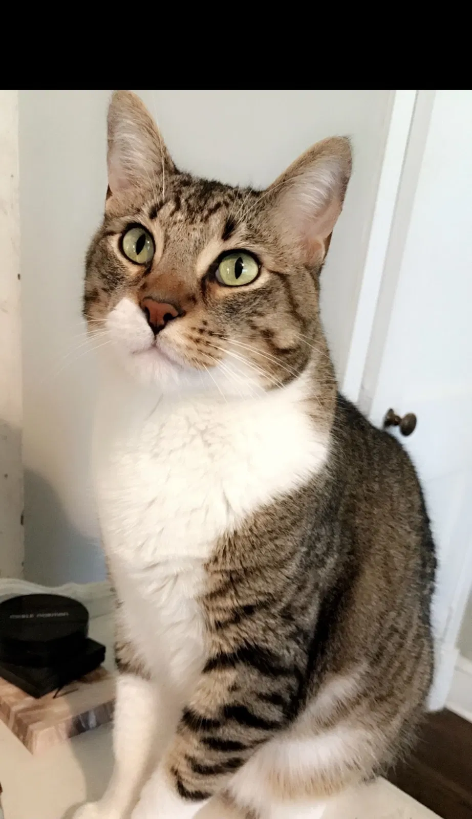 Lost cat in Chattanooga, TN, 37415