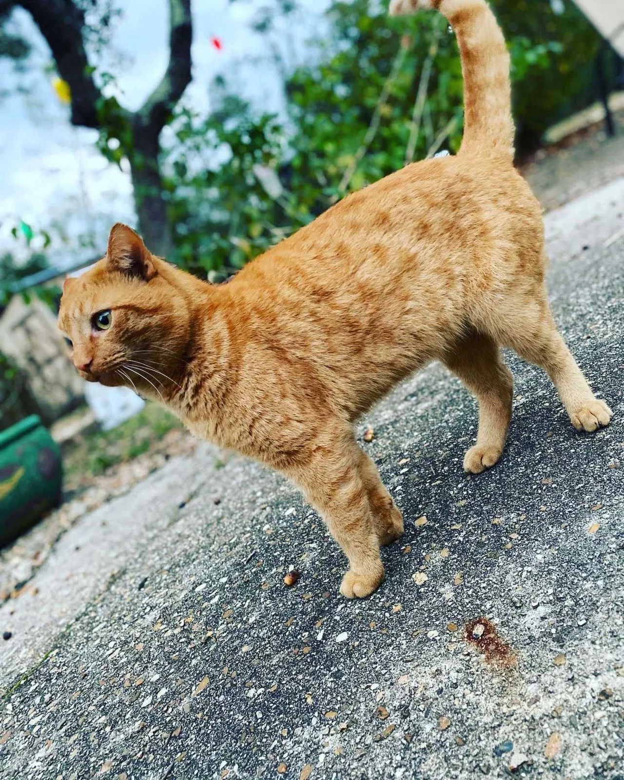Lost cat in Orange Beach, AL, 36561