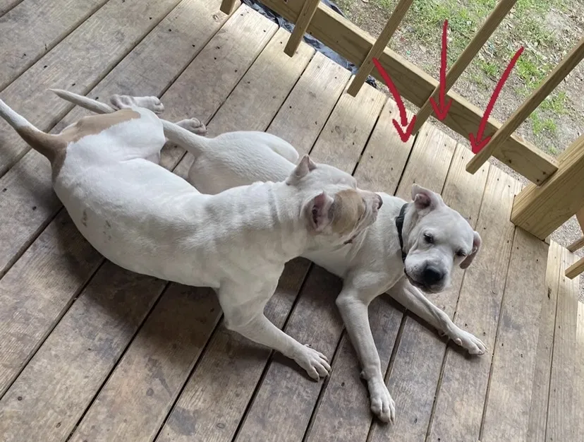 Lost dog in San Antonio, TX, 78211