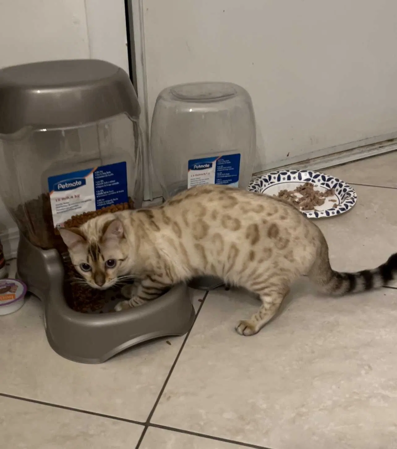 Lost cat in Fountain Valley, CA, 92708