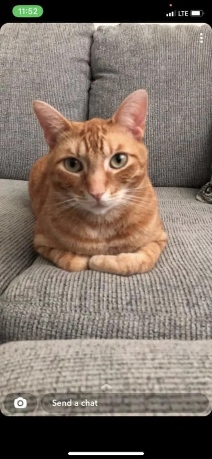 Lost cat in Unknown, SC, 29486