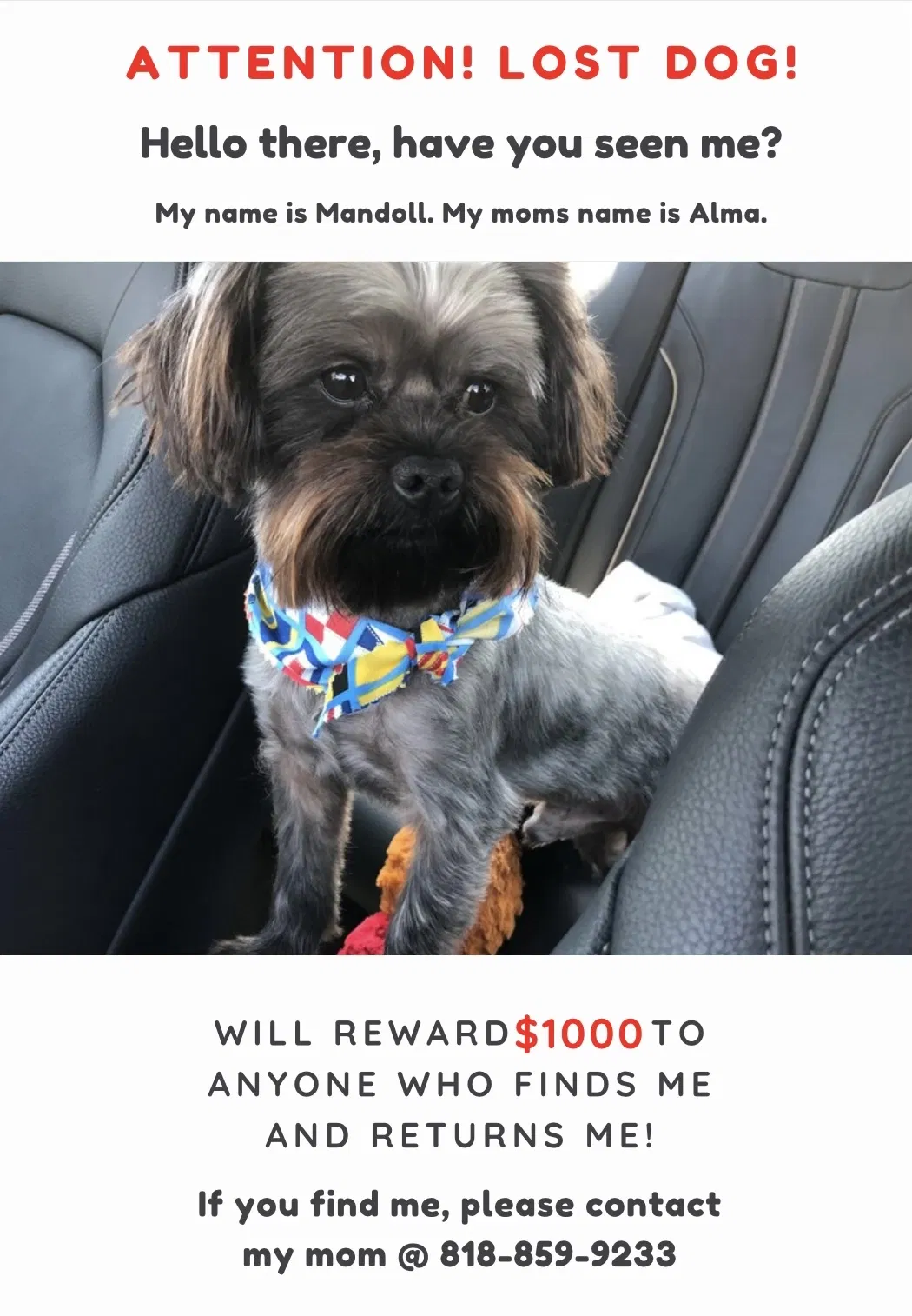 Lost dog in Los Angeles, CA, 90033