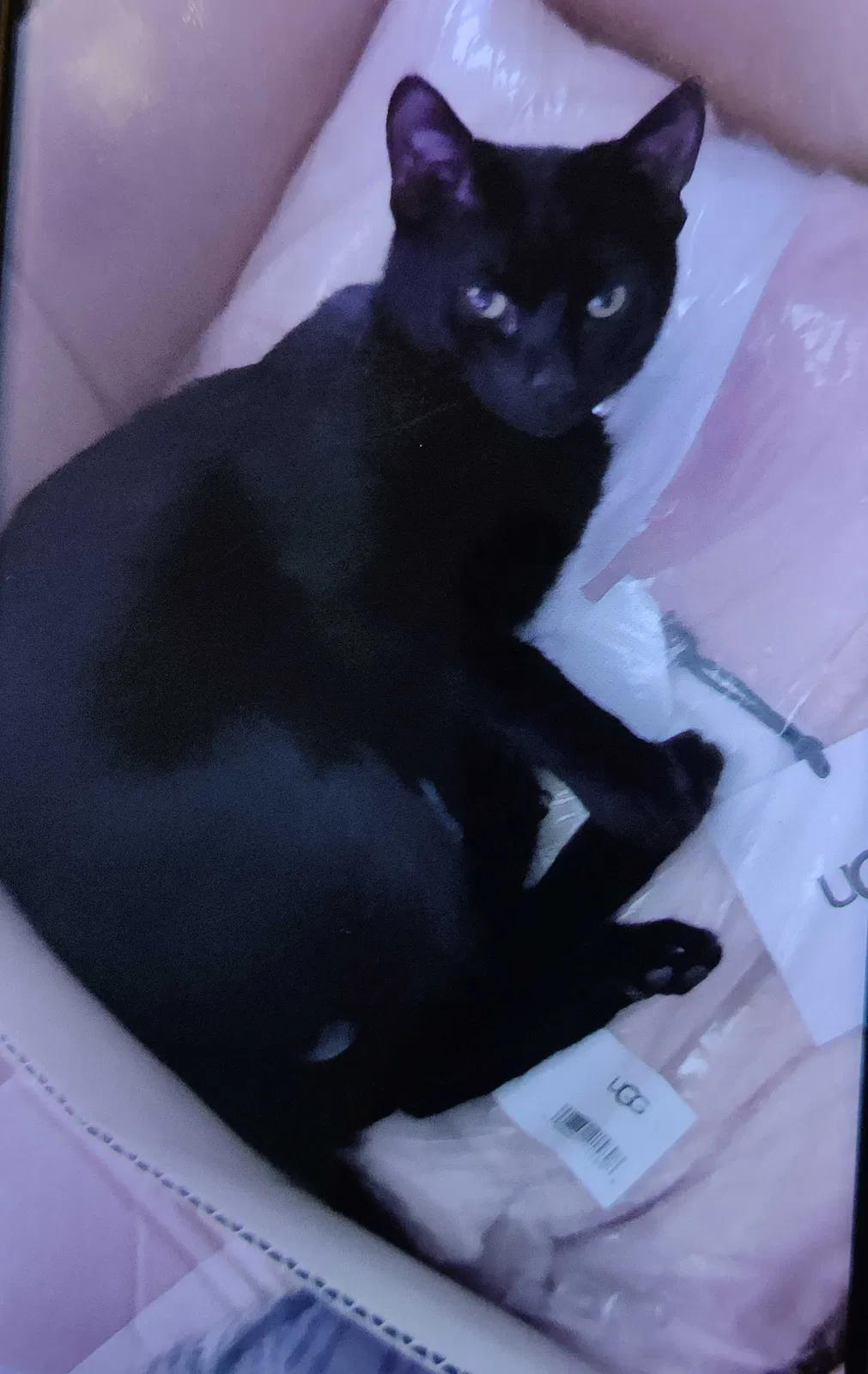 Lost cat in Phillipsburg, NJ, 8865