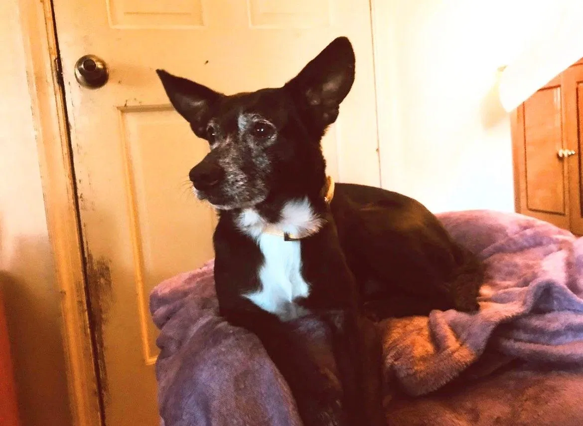 Lost dog in Milford, NJ, 8848