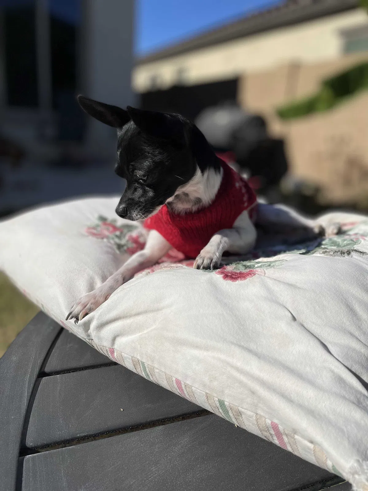 Lost dog in Surprise, AZ, 85379
