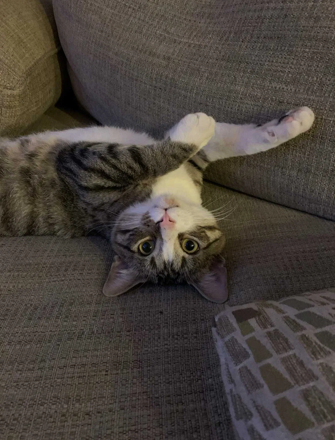 Lost cat in Henderson, NV, 89052