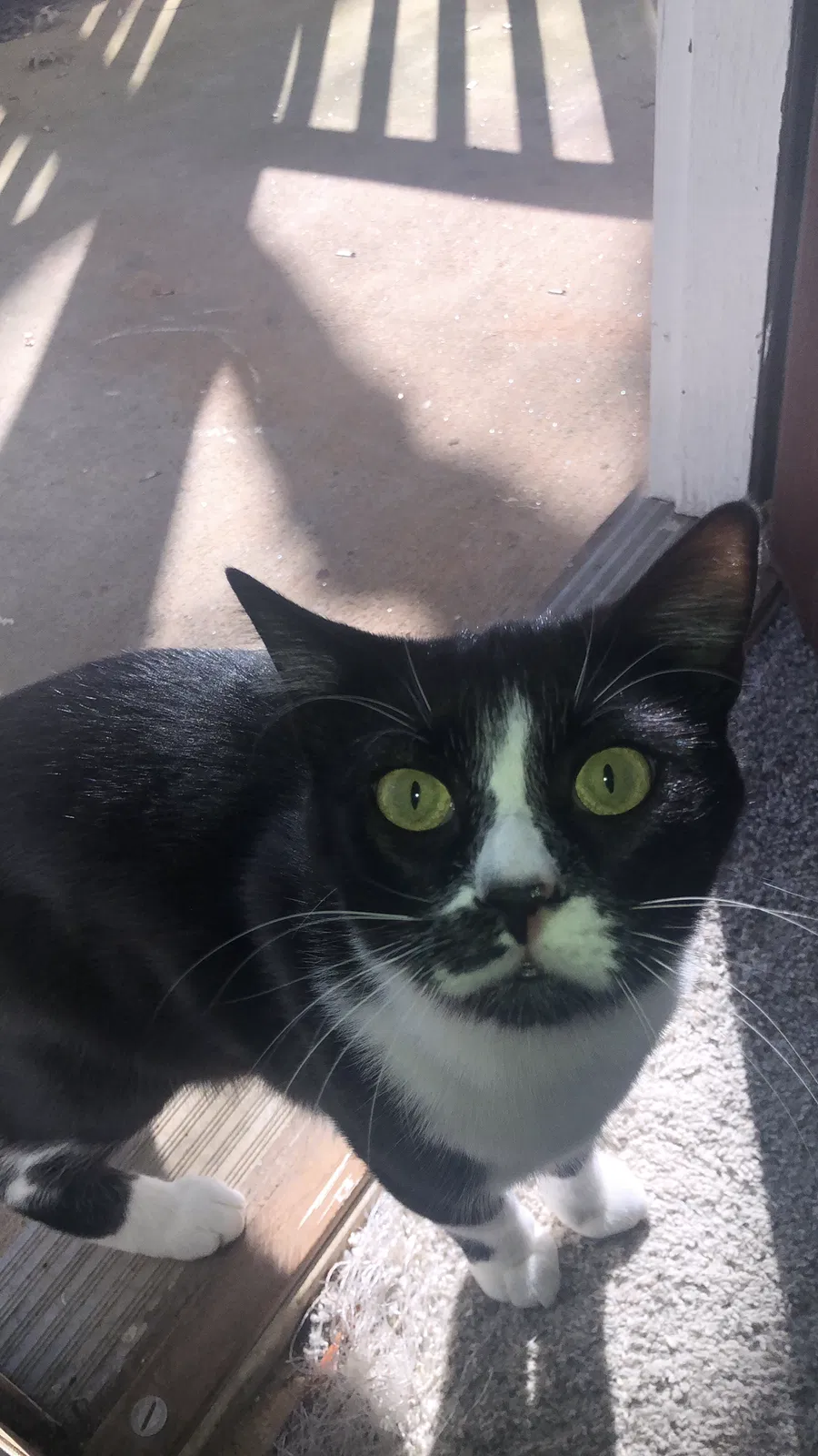 Lost cat in Cumming, GA, 30040