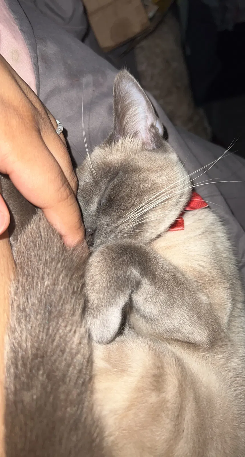 Lost cat in Fair Oaks, CA, 95628