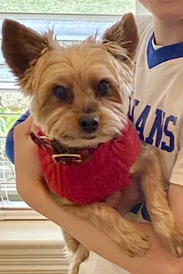 Lost dog in Dallas, TX, 75248