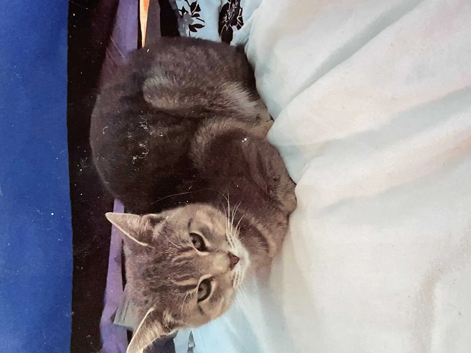 Lost cat in Rio Rancho, NM, 87144