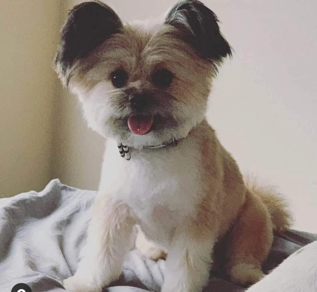 Lost dog in Fort Lauderdale, FL, 33309