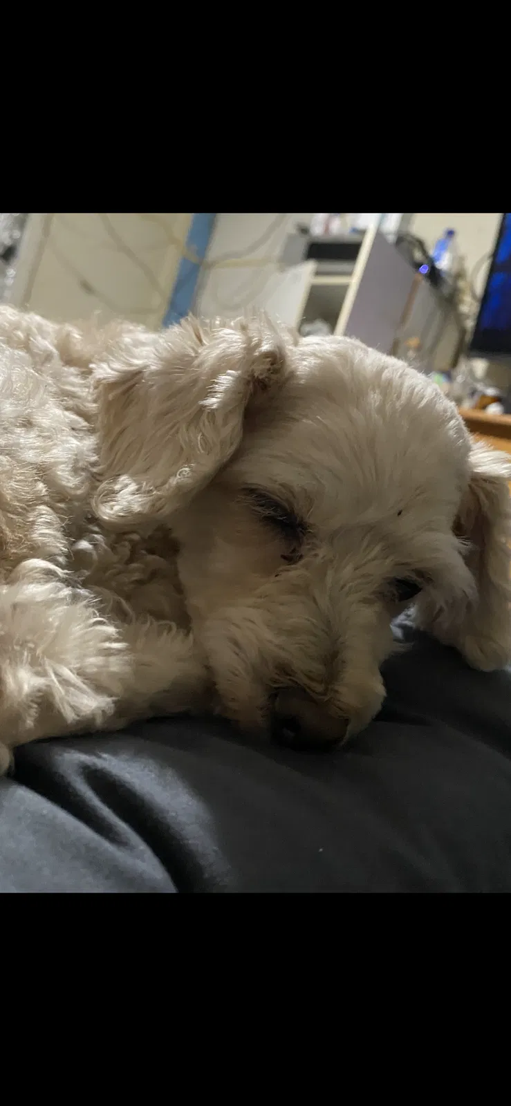 Lost dog in Pensacola, FL, 32505